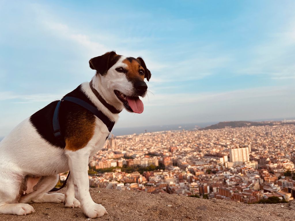 Enjoy the surroundings and help me with my dog in Barcelona, Spain